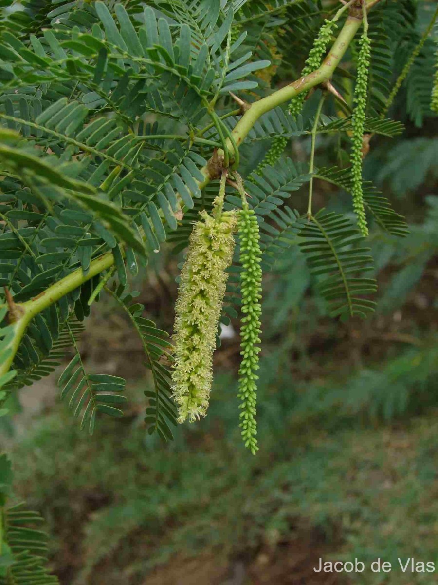 Neltuma juliflora (Sw.) Raf.